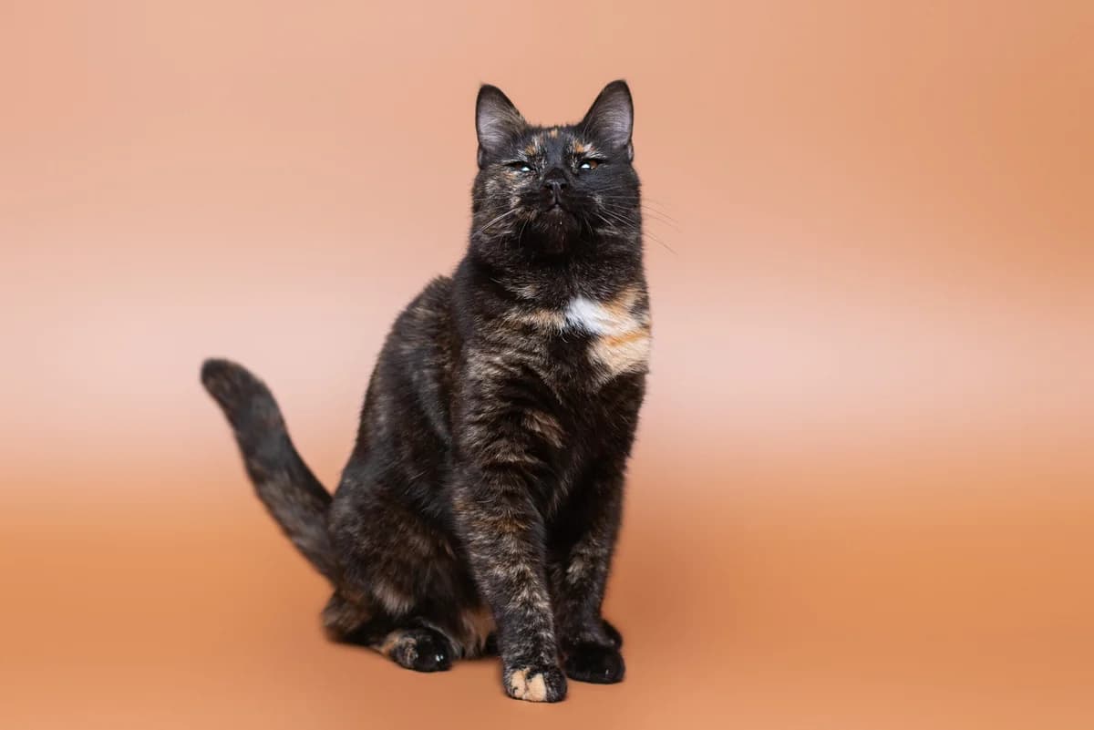Ember (Ембер), female Mixed Breed for adoption at Dobri Ruky, Kyiv