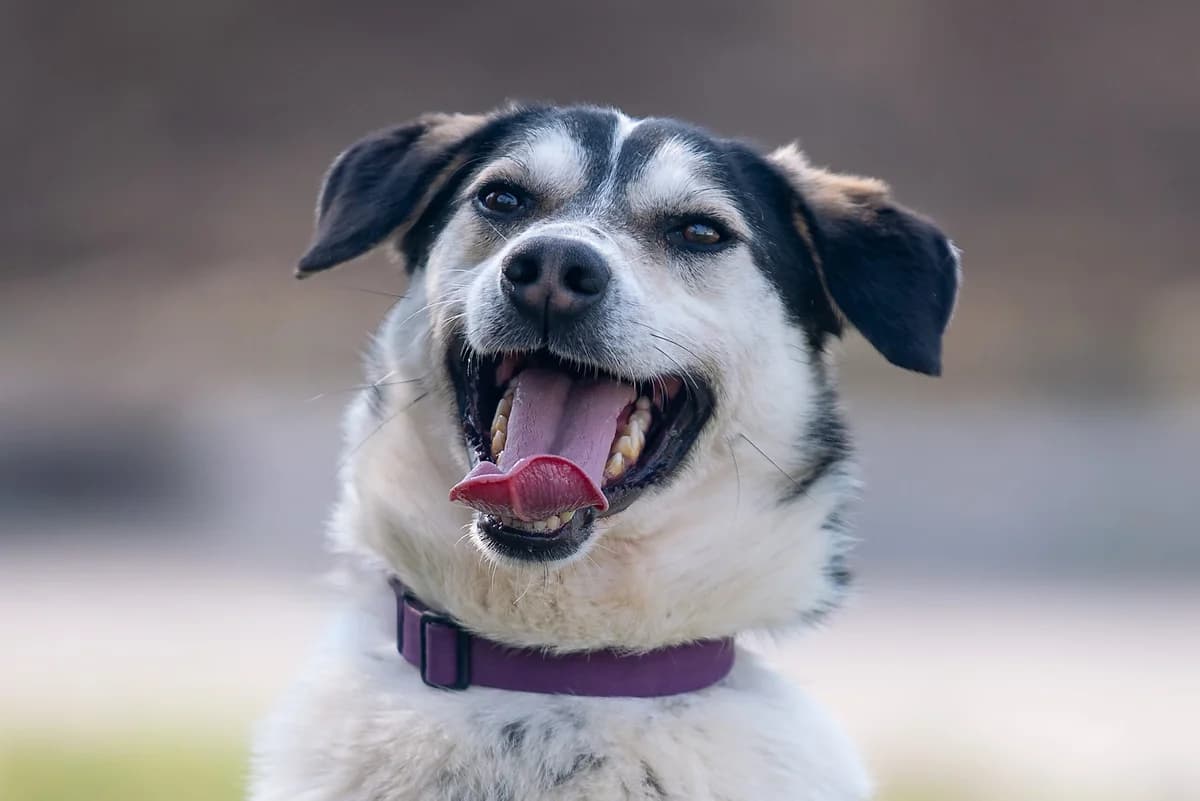 Zhorzh (Жорж), male Mixed Breed for adoption at Dobri Ruky, Kyiv