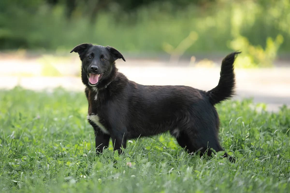Okhito (Охіто), male Mixed Breed for adoption at Dobri Ruky, Kyiv