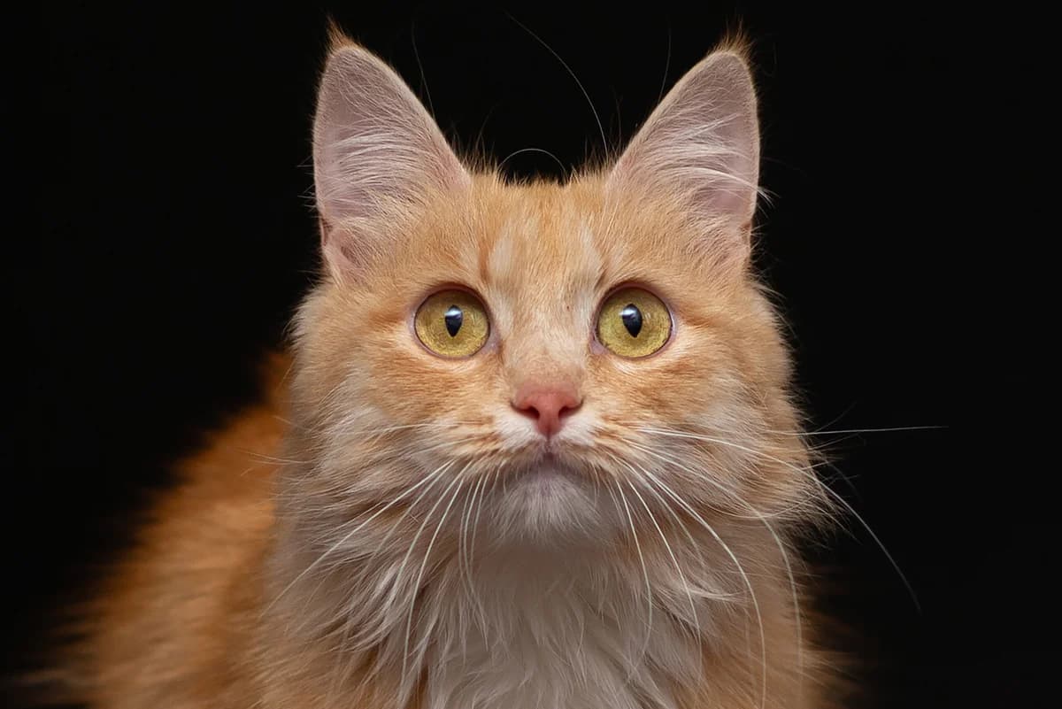 Merida (Меріда), female Mixed Breed for adoption at Dobri Ruky, Kyiv