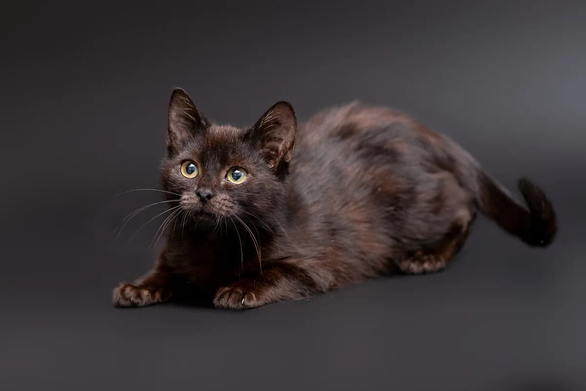 Shvarts (Шварц), male Mixed Breed for adoption at Dobri Ruky, Kyiv