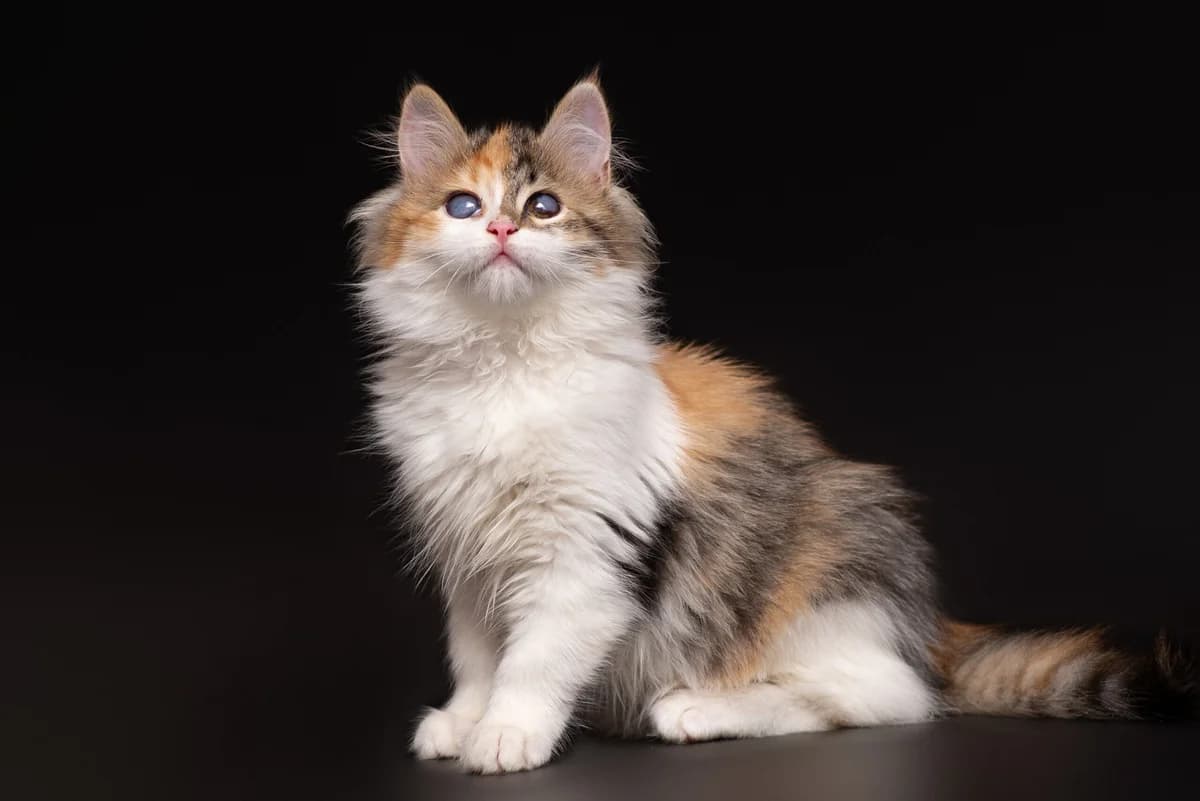 Roksan (Роксан), female Mixed Breed for adoption at Dobri Ruky, Kyiv