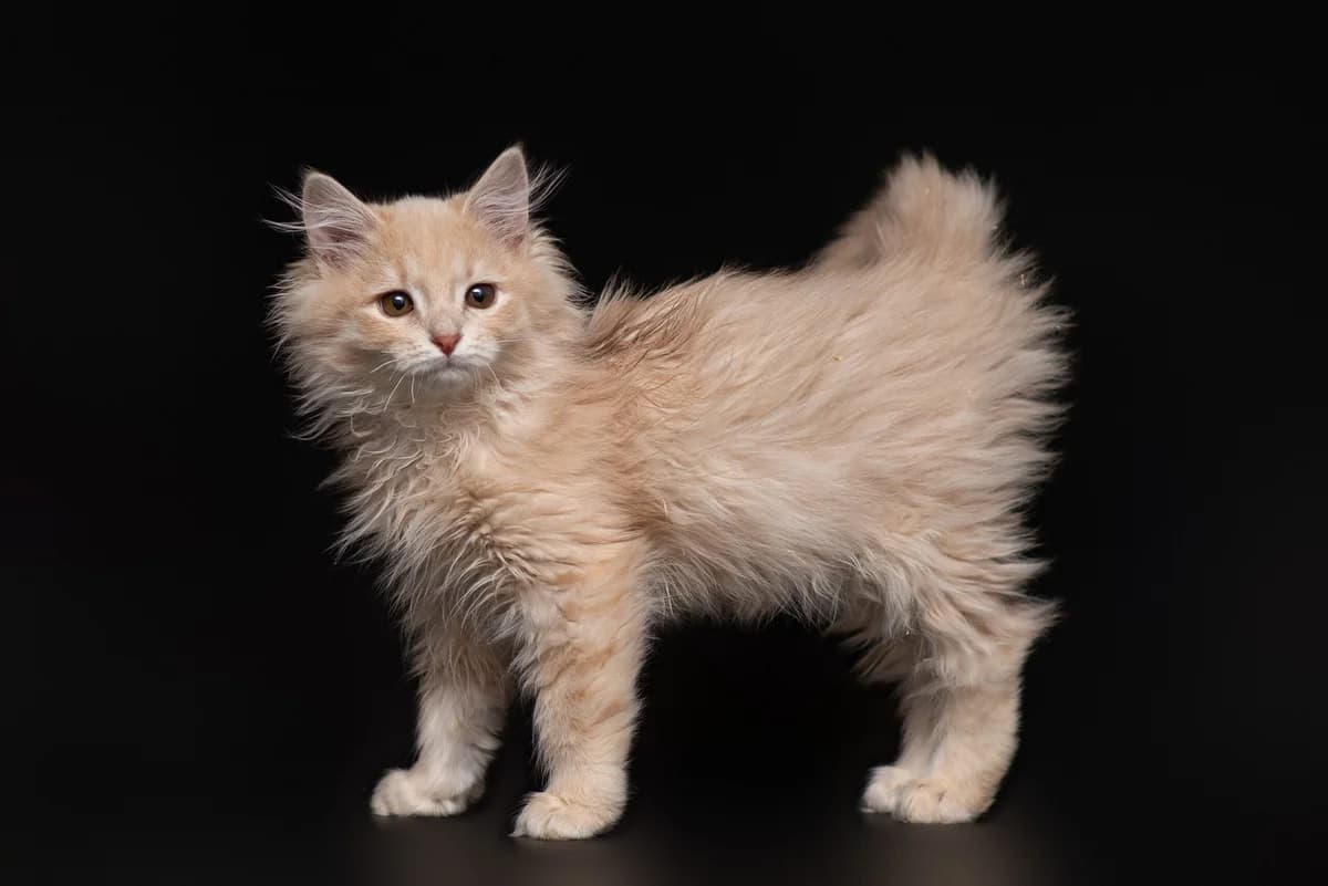 Radzha (Раджа), male Mixed Breed for adoption at Dobri Ruky, Kyiv