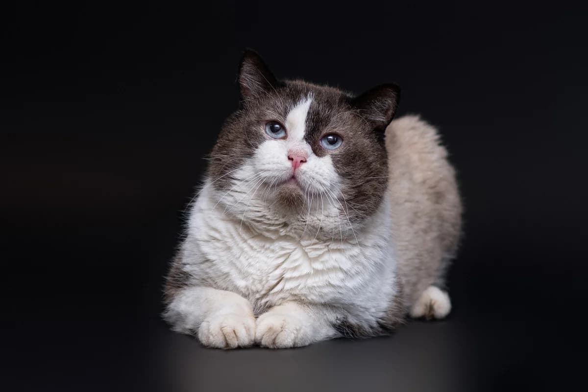 Ulib (Уліб), male Mixed Breed for adoption at Dobri Ruky, Kyiv
