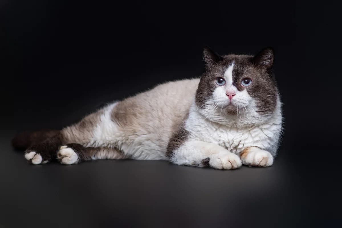Ulib (Уліб), male Mixed Breed for adoption at Dobri Ruky, Kyiv
