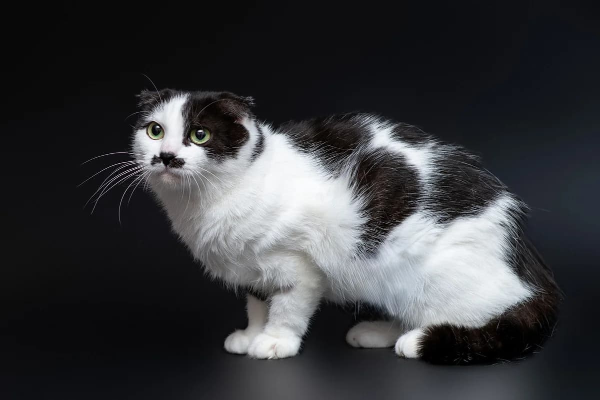 Panda (Панда), female 3yo Mixed Breed for adoption at Dobri Ruky, Kyiv