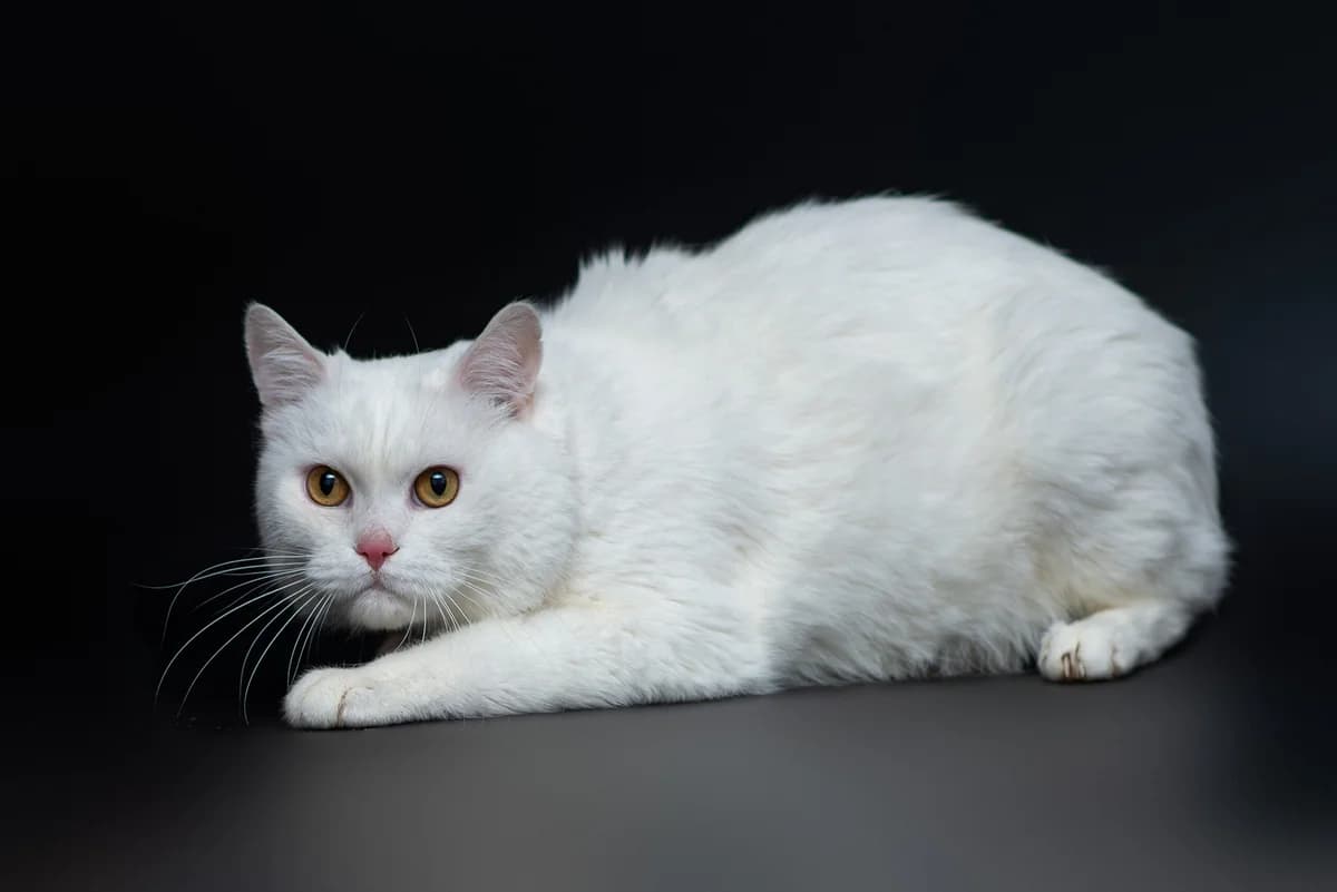 Chemer (Чемер), male Mixed Breed for adoption at Dobri Ruky, Kyiv