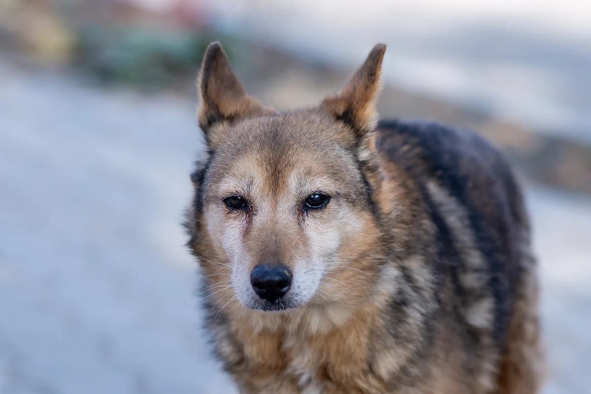 Fima (Фіма), female senior Mixed Breed for adoption at Dobri Ruky, Kyiv