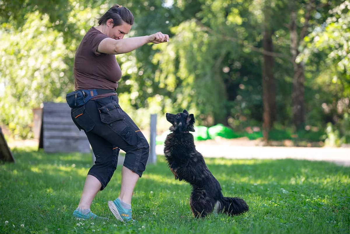 Nimsa (Німса), female Mixed Breed for adoption at Dobri Ruky, Kyiv