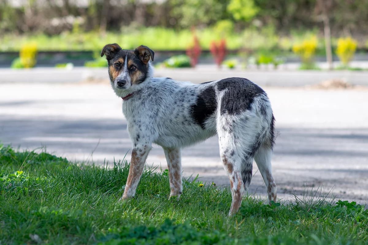 Nuar (Нуар), female Mixed Breed for adoption at Dobri Ruky, Kyiv