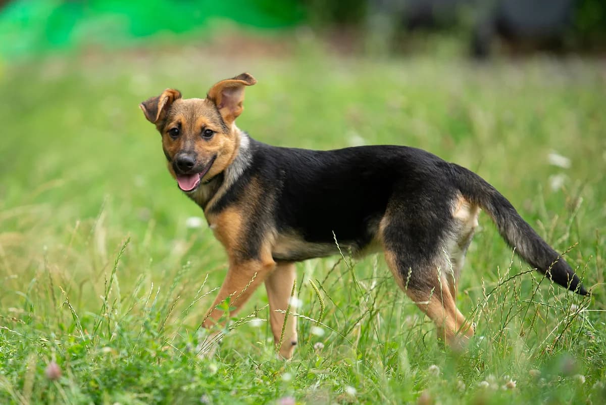 Plyusha (Плюша), female Mixed Breed for adoption at Dobri Ruky, Kyiv