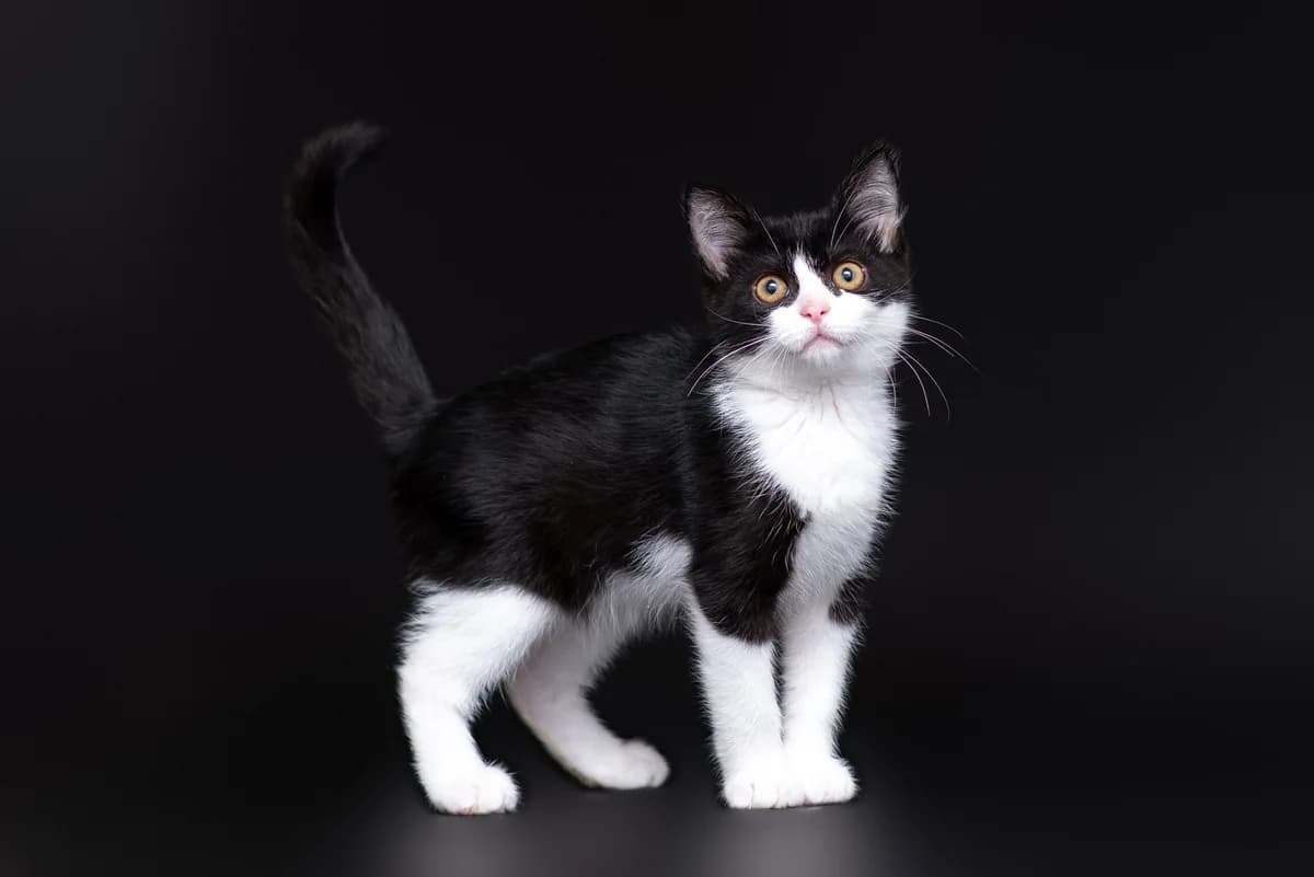 Liliya (Лілія), Mixed Breed for adoption at Dobri Ruky, Kyiv