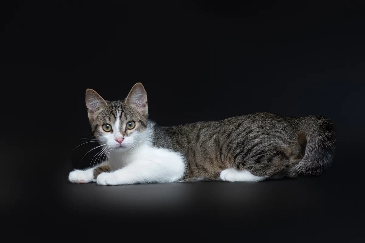 Britsio (Бріціо), male Mixed Breed for adoption at Dobri Ruky, Kyiv