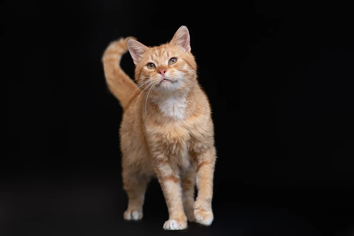 Vizli (Візлі), male Mixed Breed for adoption at Dobri Ruky, Kyiv