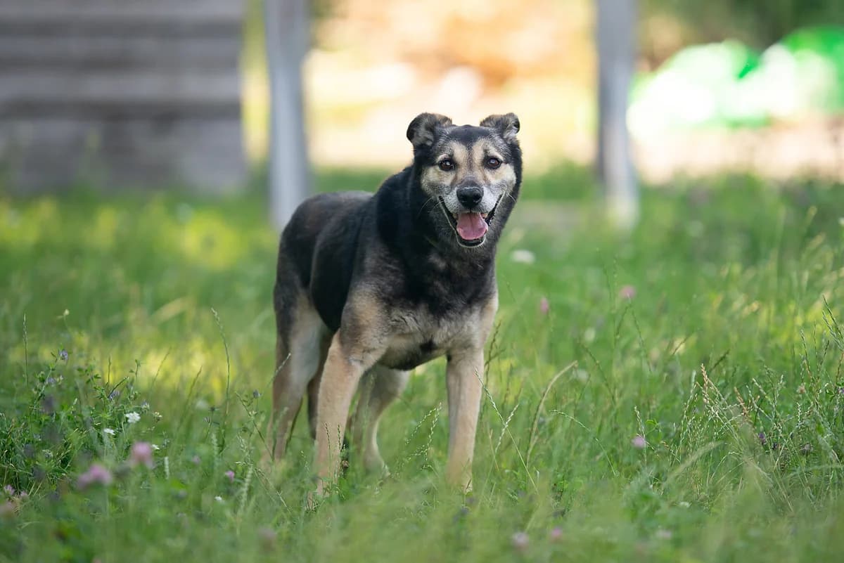 Tabbi (Таббі), female senior Mixed Breed for adoption at Dobri Ruky, Kyiv