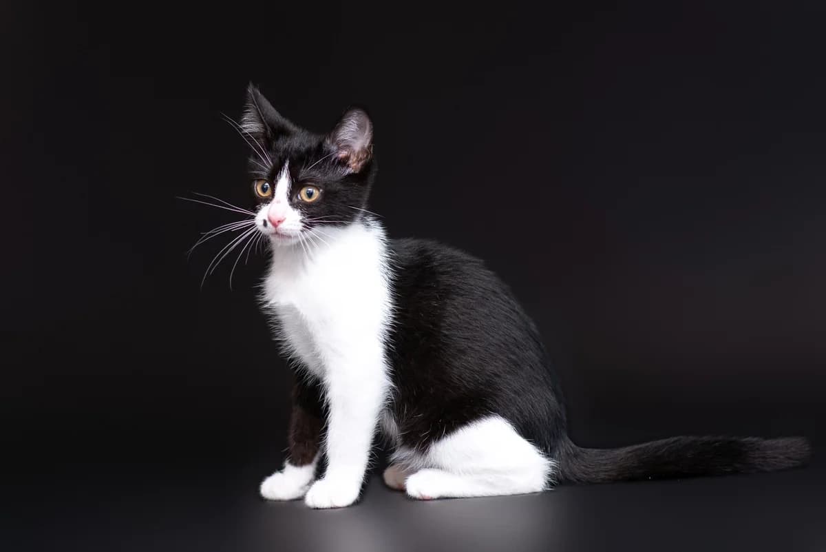 Lyusi (Люсі), female Mixed Breed for adoption at Dobri Ruky, Kyiv