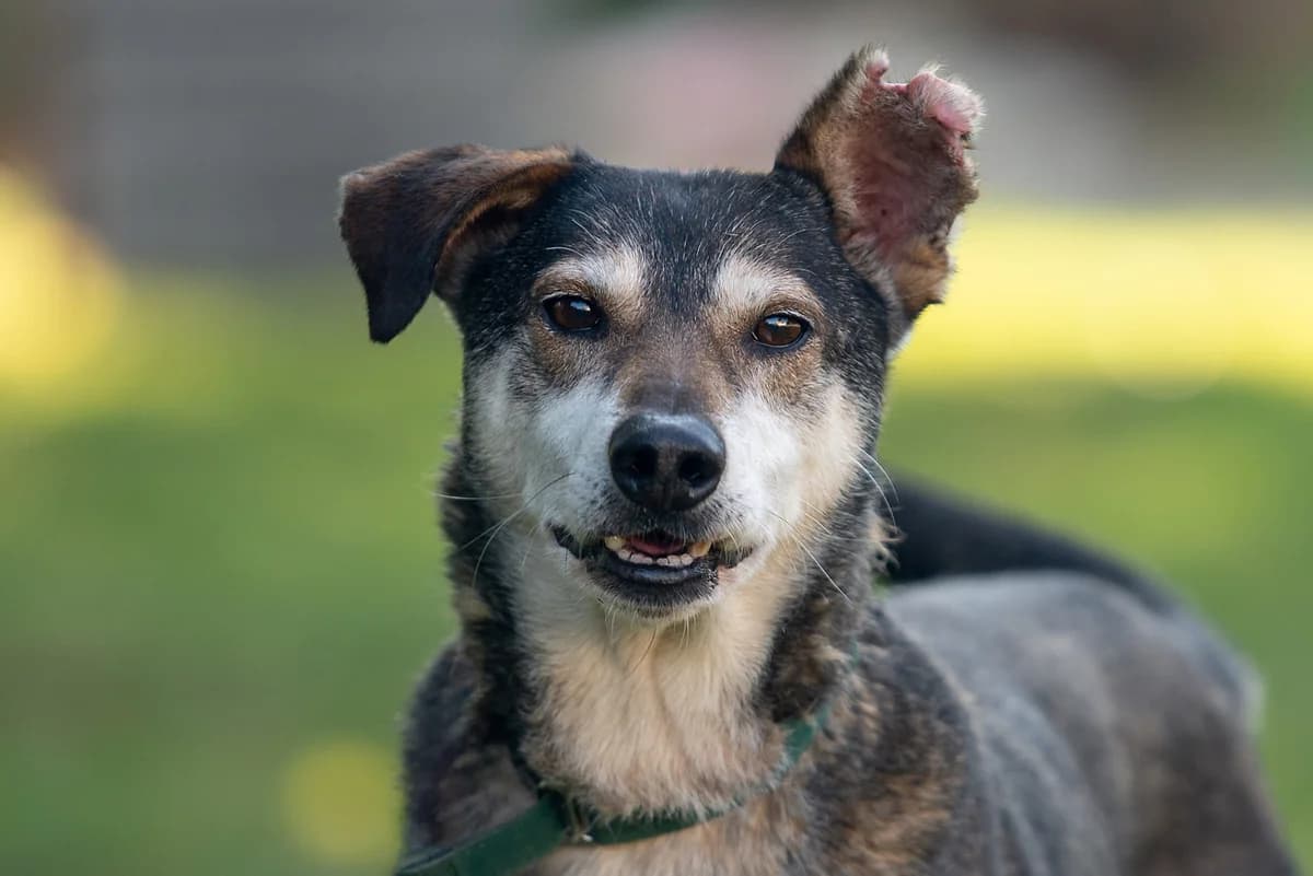 Grisha (Гриша), male Mixed Breed for adoption at Dobri Ruky, Kyiv