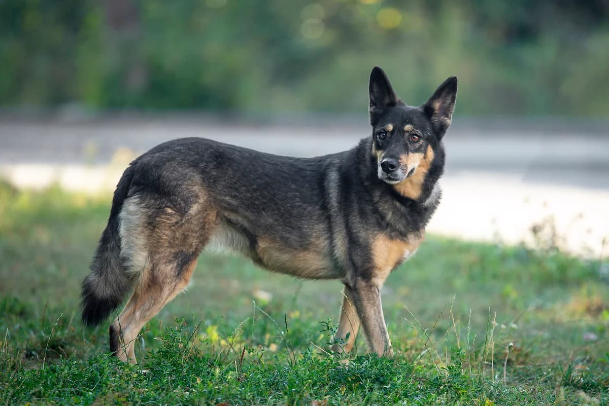 Zita (Зіта), female Mixed Breed for adoption at Dobri Ruky, Kyiv