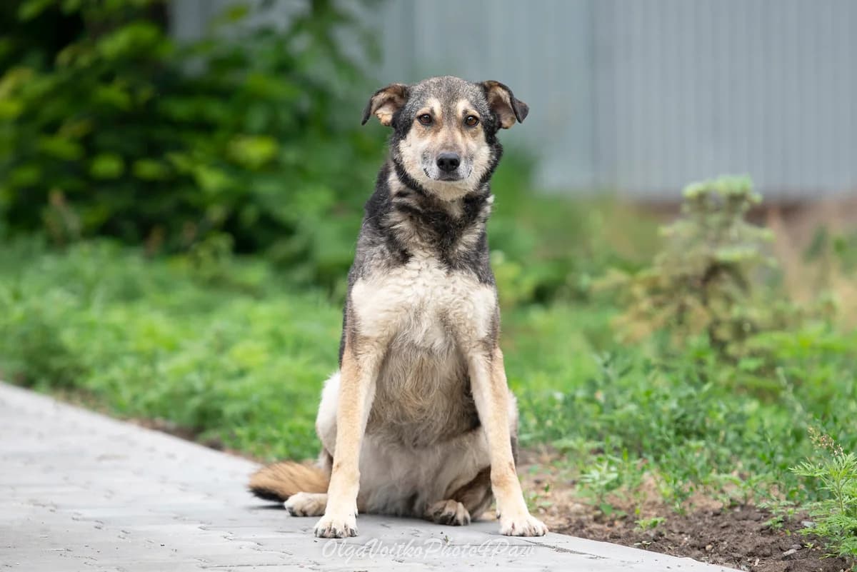 Ayza (Айза), female Mixed Breed for adoption at Dobri Ruky, Kyiv