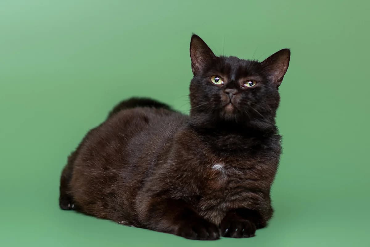 Sazha (Сажа), female Mixed Breed for adoption at Dobri Ruky, Kyiv