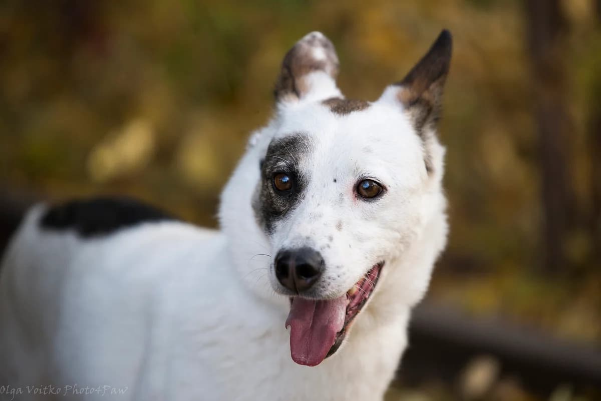 Lokis (Локіс), male Mixed Breed for adoption at Dobri Ruky, Kyiv