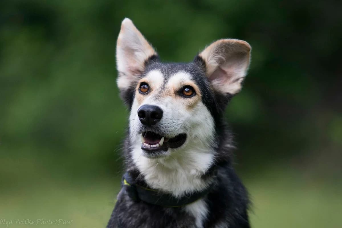 Yuvert (Юверт), male Mixed Breed for adoption at Dobri Ruky, Kyiv