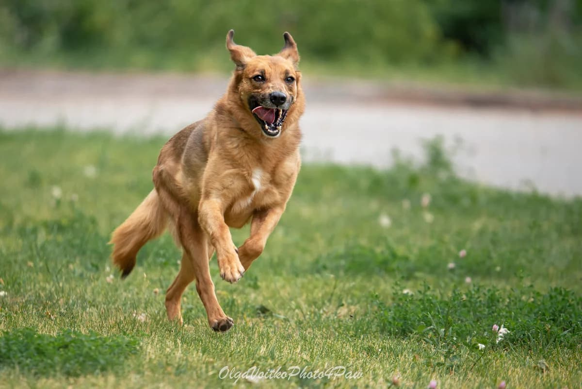 Laym (Лайм), male Mixed Breed for adoption at Dobri Ruky, Kyiv