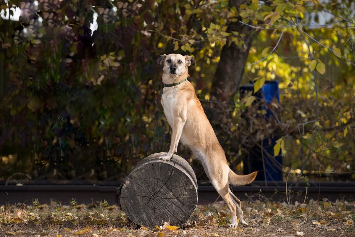 Nitti (Нітті), female Mixed Breed for adoption at Dobri Ruky, Kyiv