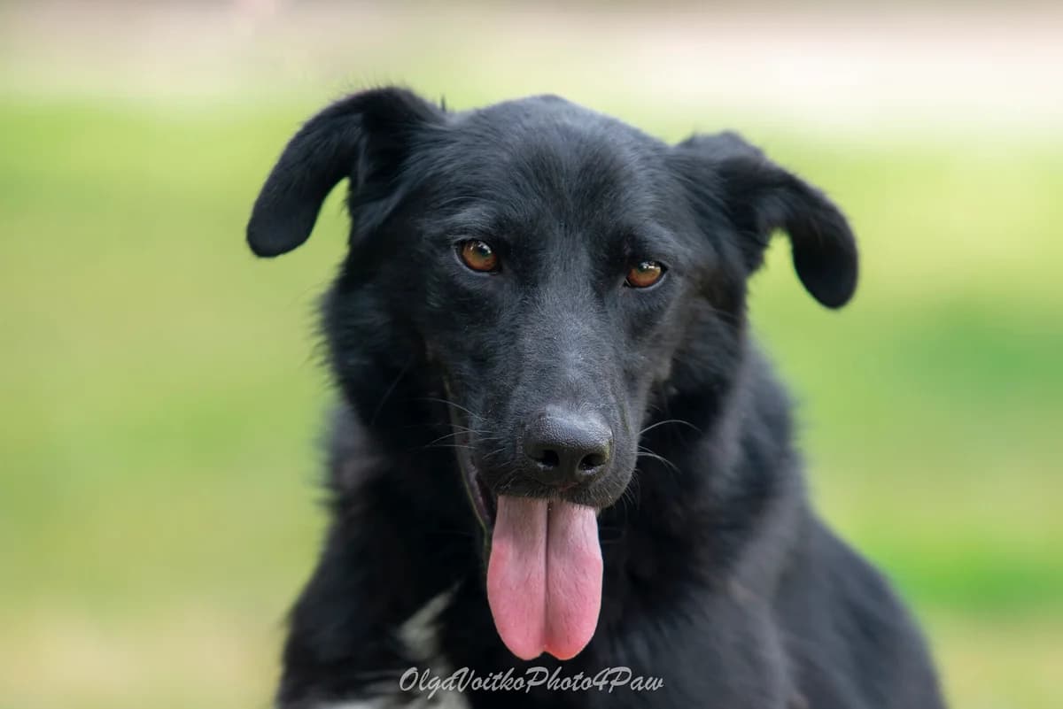 Kreyn (Крейн), male Mixed Breed for adoption at Dobri Ruky, Kyiv