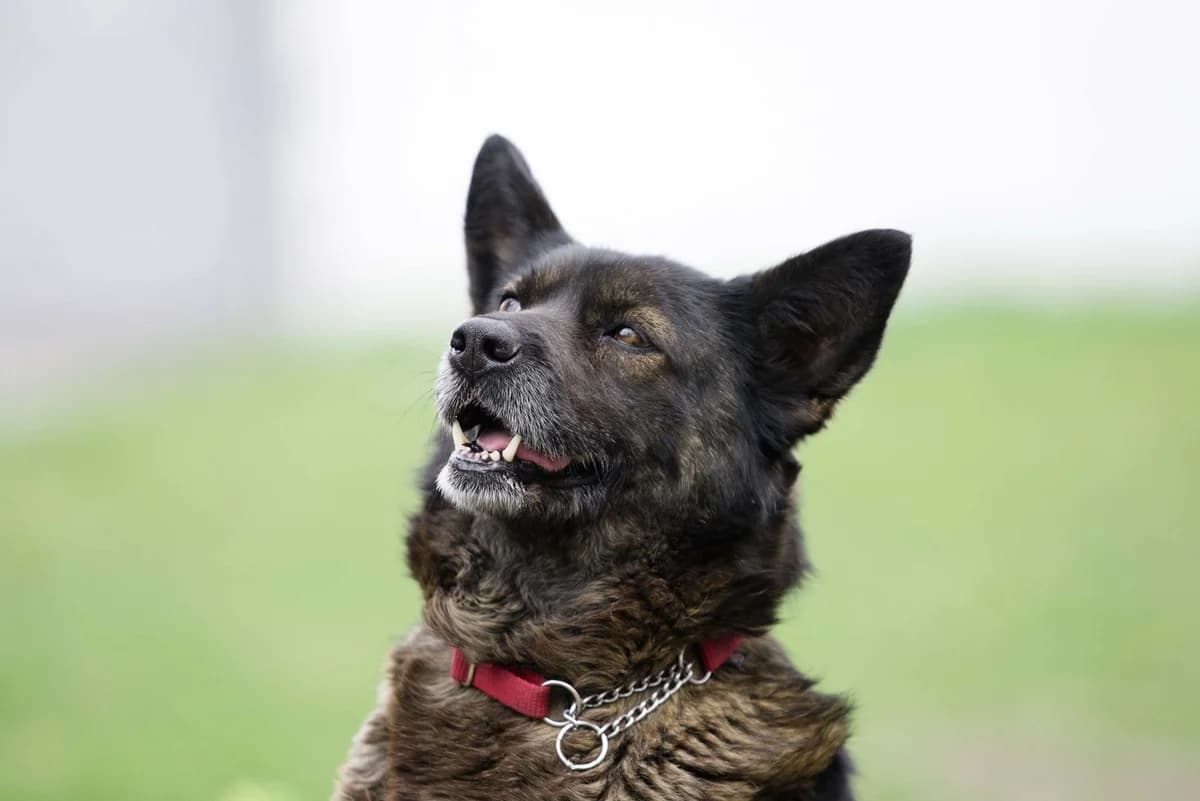 Mira (Мира), Mixed Breed for adoption at Dobri Ruky, Kyiv