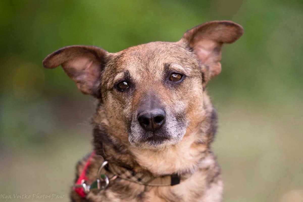 Ibitsa (Ібіца), female Mixed Breed for adoption at Dobri Ruky, Kyiv