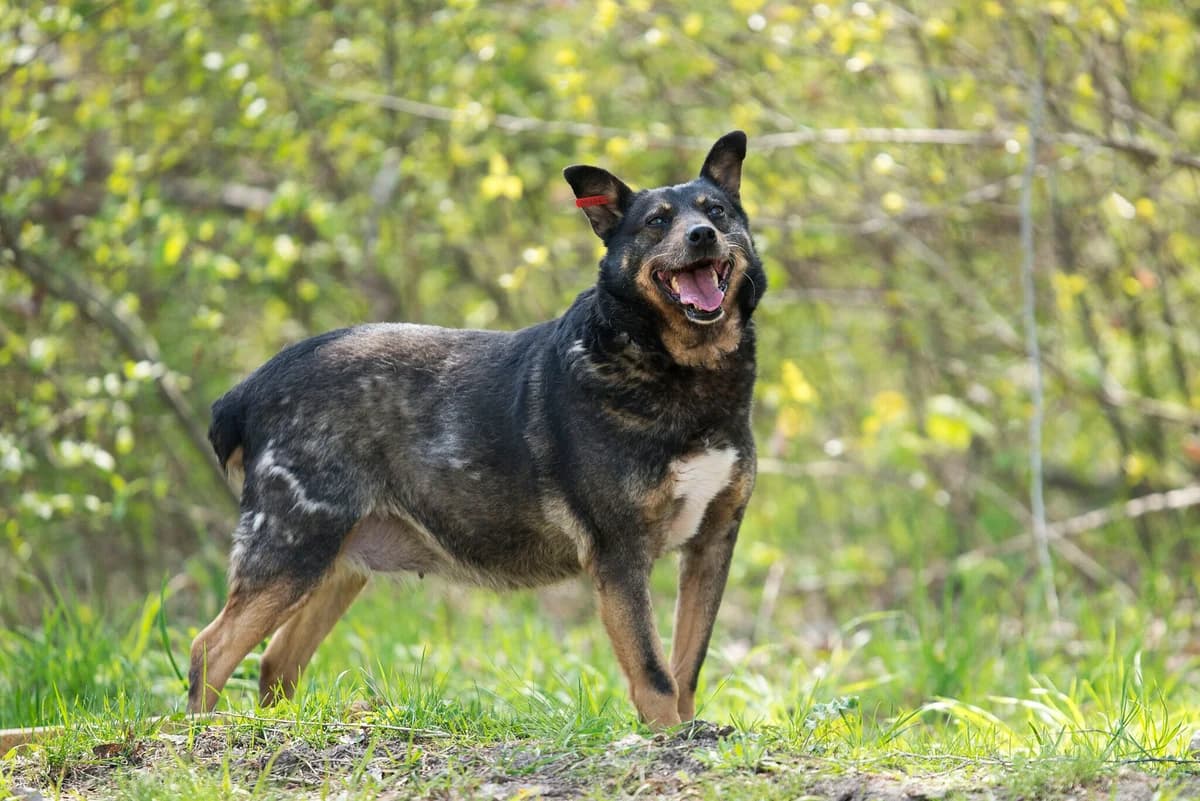 Shayna (Шайна), Mixed Breed for adoption at Dobri Ruky, Kyiv
