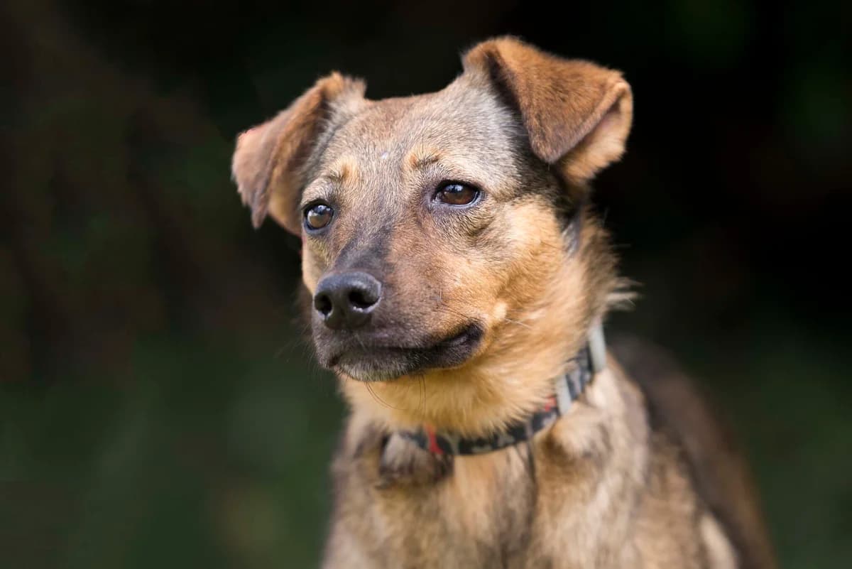 Nashi osoblivi tvarini (Elza) (Наші особливі тварини (Ельза)), female senior Mixed Breed for adoption at Dobri Ruky, Kyiv