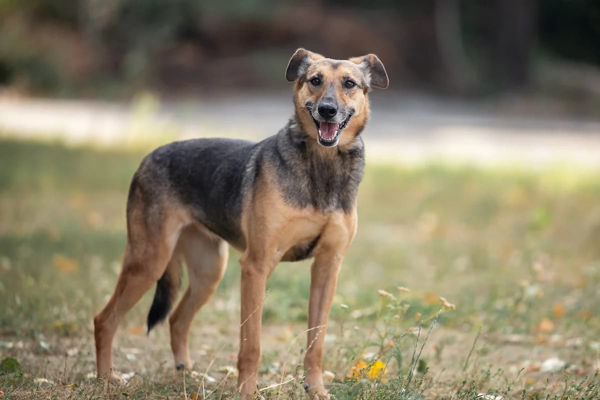 Izi (Ізі), female Mixed Breed for adoption at Dobri Ruky, Kyiv