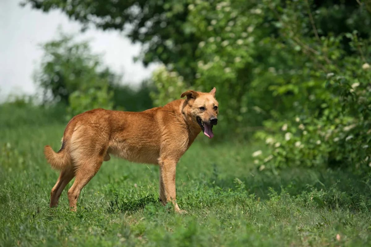 Rudiy (Рудий), male Mixed Breed for adoption at Dobri Ruky, Kyiv