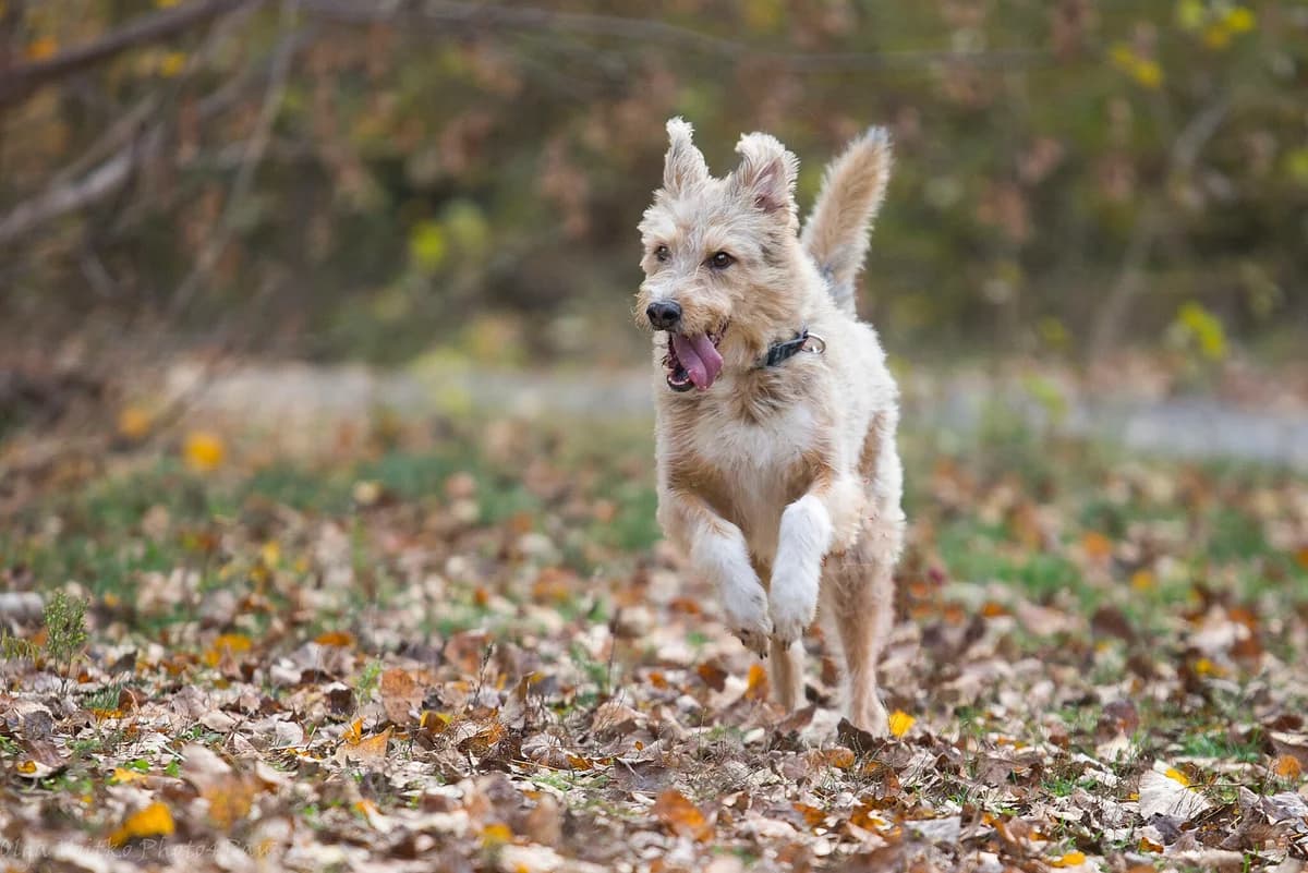 Kvin (Квін), Mixed Breed for adoption at Dobri Ruky, Kyiv