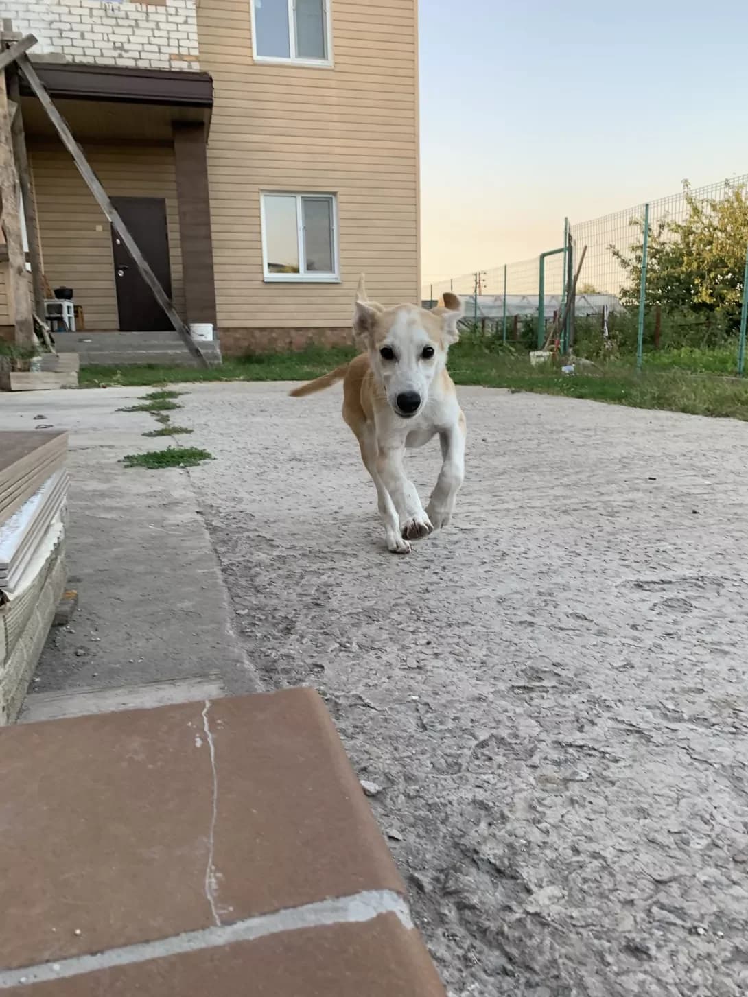 Lizi (Лизи), female 5yo Mixed Breed for adoption at Happy Paw Zaporizhzhia