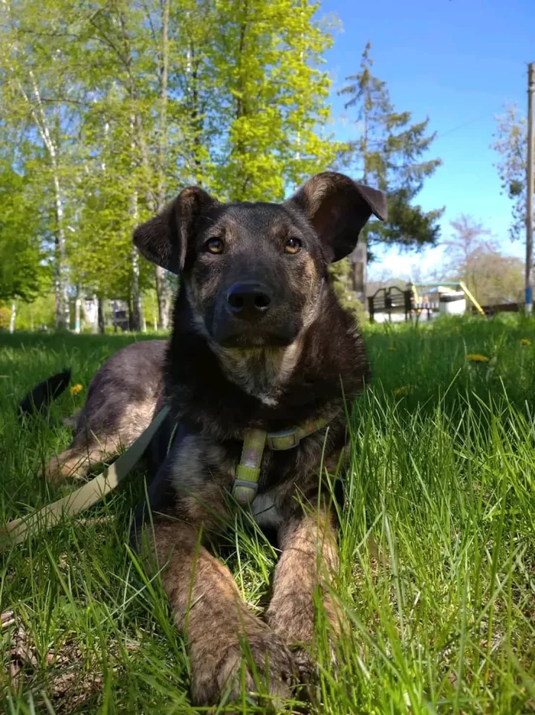 Rafael (Рафаель), male 4yo Mixed Breed for adoption at Happy Paw Poltava