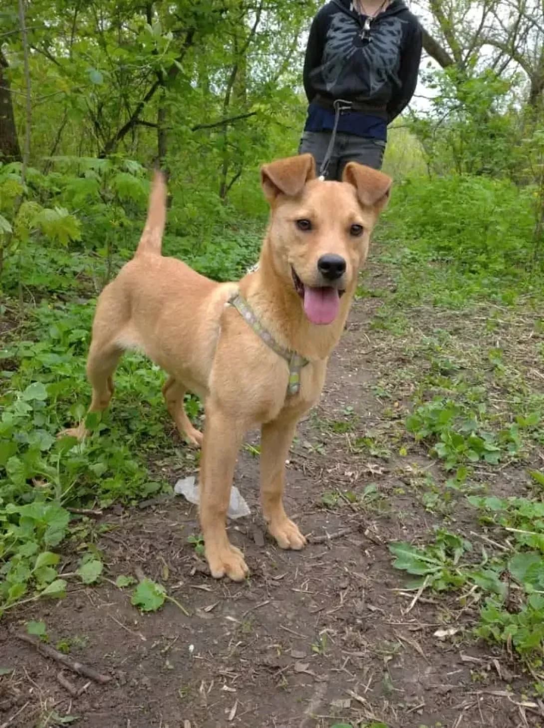 Leksi (Лексі), female 3yo Mixed Breed for adoption at Happy Paw Poltava