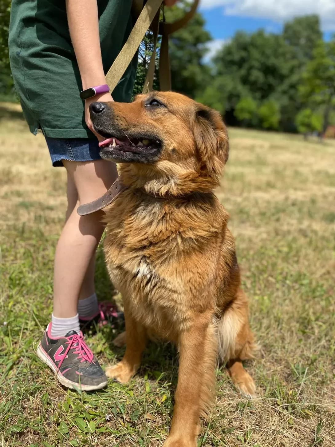 Dora (Дора), female 7yo Mixed Breed for adoption at Happy Paw Zaporizhzhia