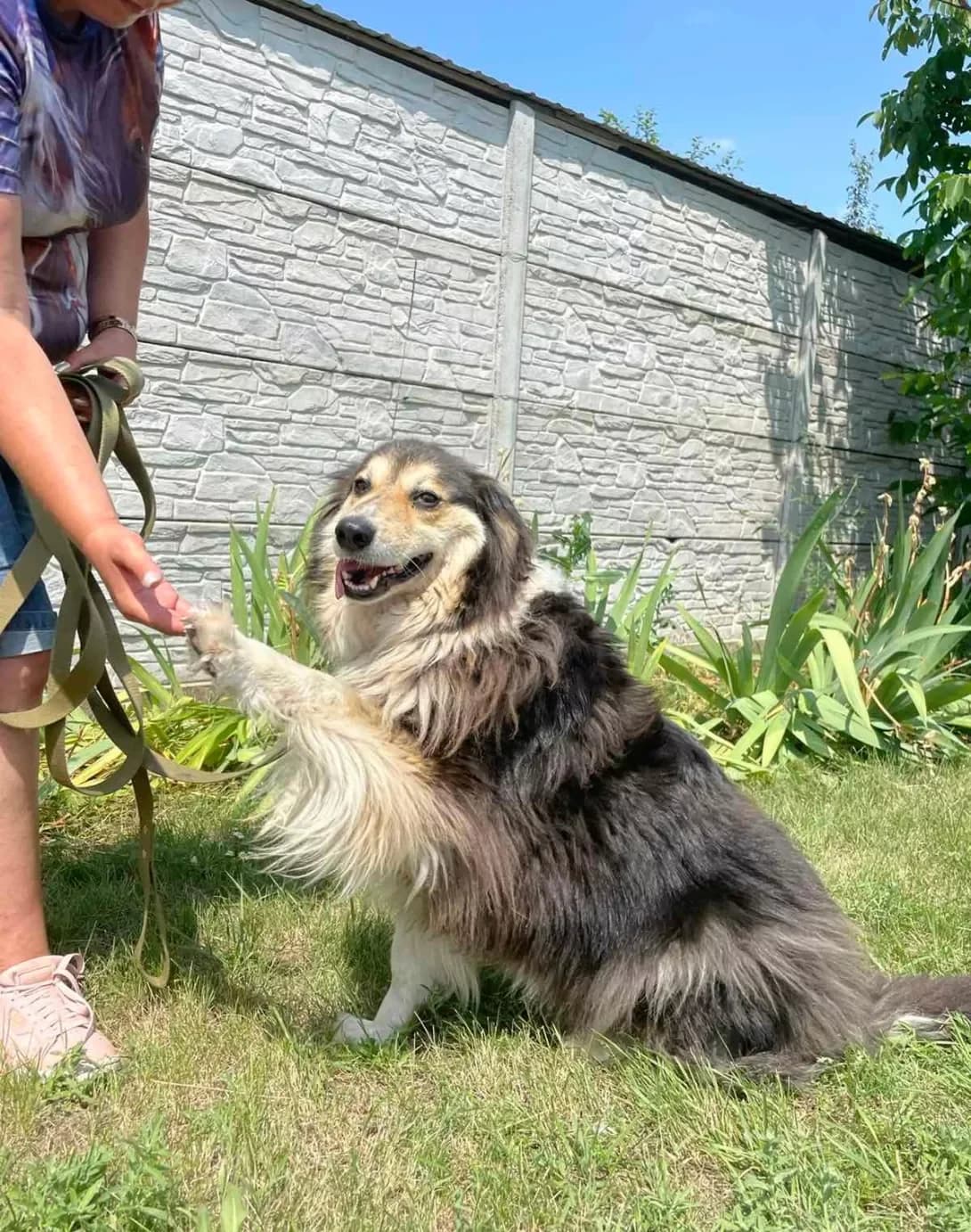 Bagira (Багіра), female senior Mixed Breed for adoption at Happy Paw Dnipro