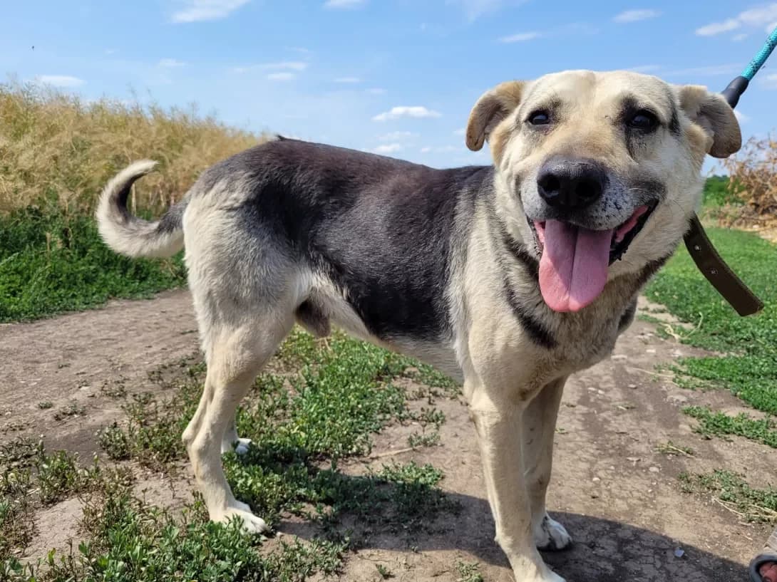 Zhorik (Жорік), male senior Mixed Breed for adoption at Happy Paw Dnipro