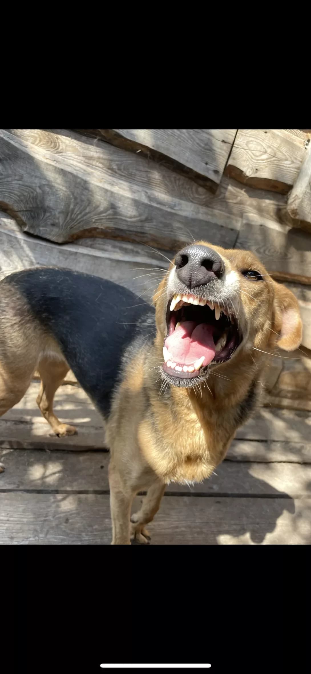 Ayza (Айза), female senior Mixed Breed for adoption at Happy Paw Dnipro