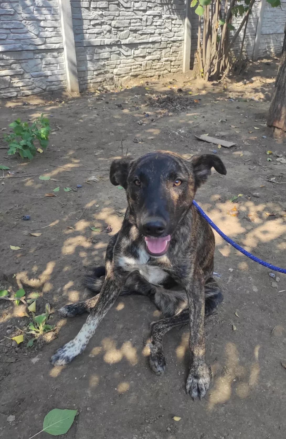 Tayra (Тайра), female 4yo Mixed Breed for adoption at Happy Paw Zaporizhzhia