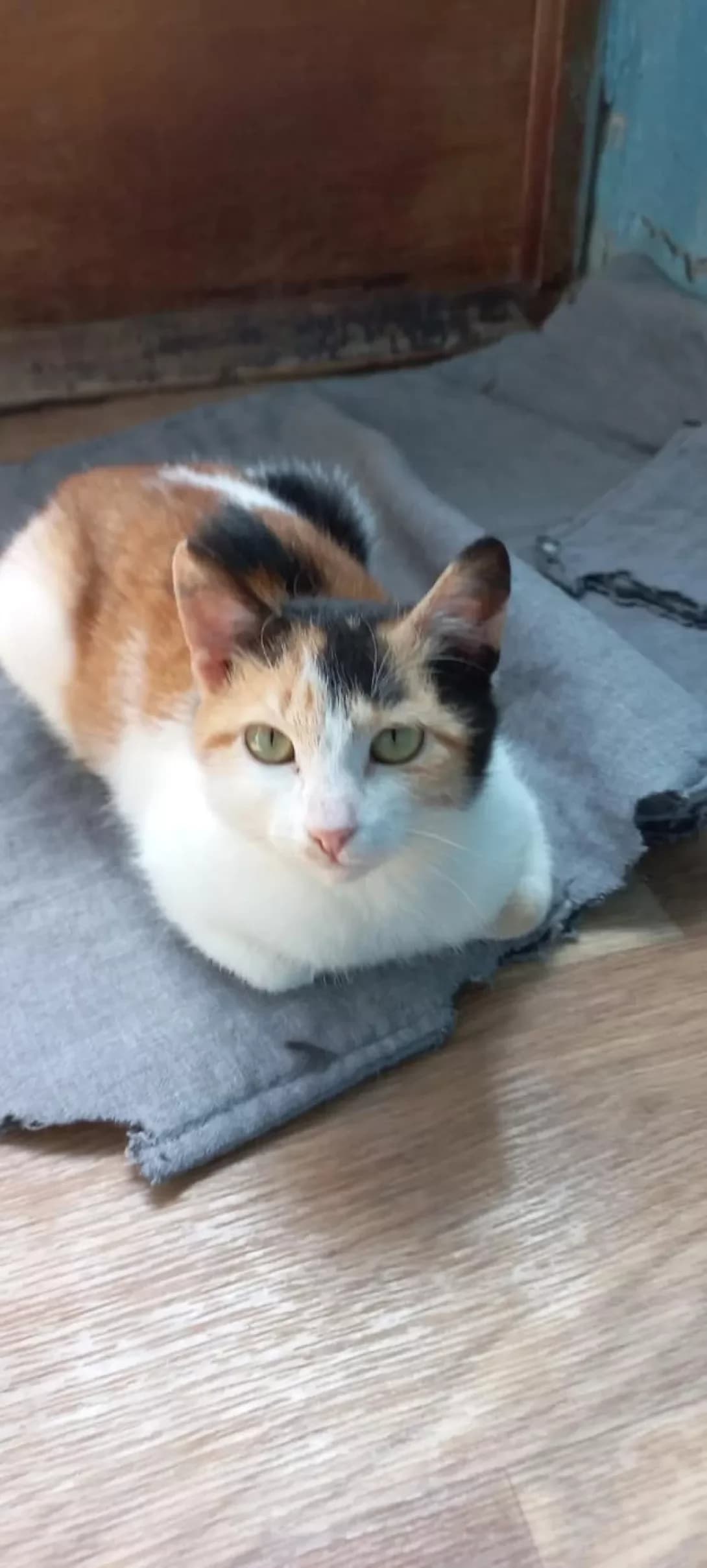 Anyuta (Анюта), female 4yo Mixed Breed for adoption at Happy Paw Zaporizhzhia
