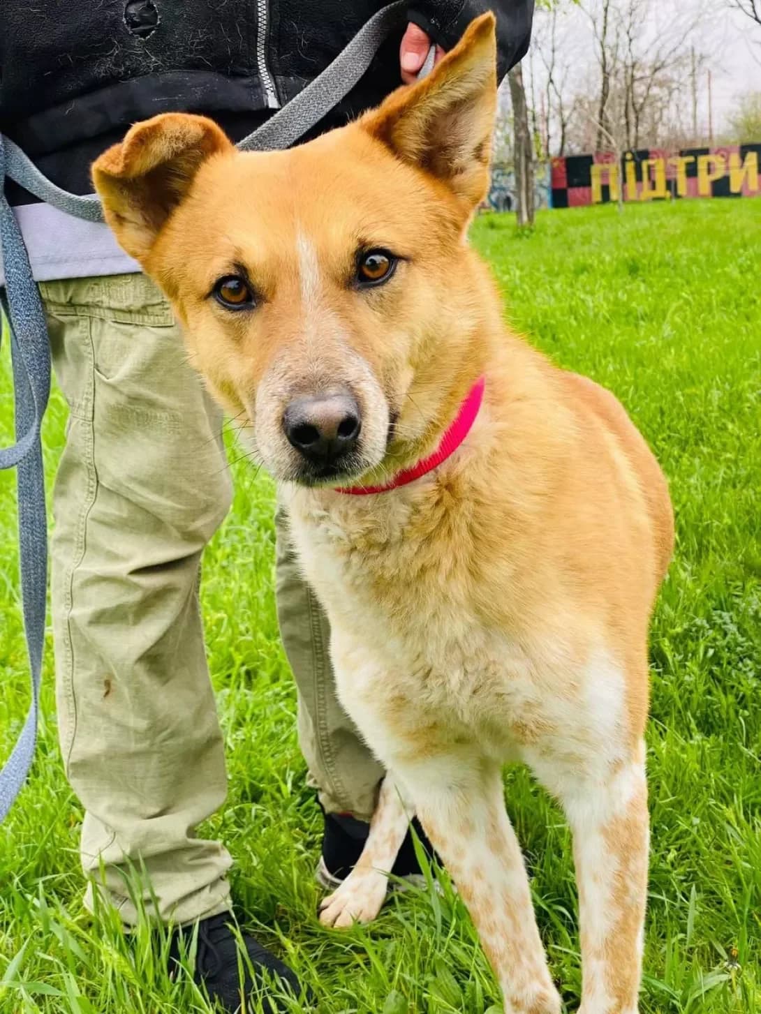 Tikhon (Тіхон), male 6yo Mixed Breed for adoption at Happy Paw Zaporizhzhia