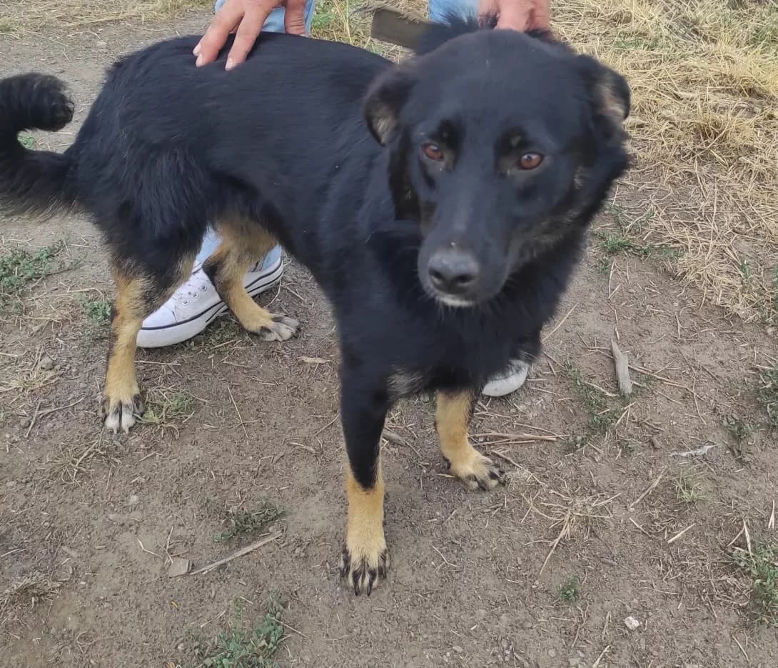 Asya (Ася), female 5yo Mixed Breed for adoption at Happy Paw Zaporizhzhia