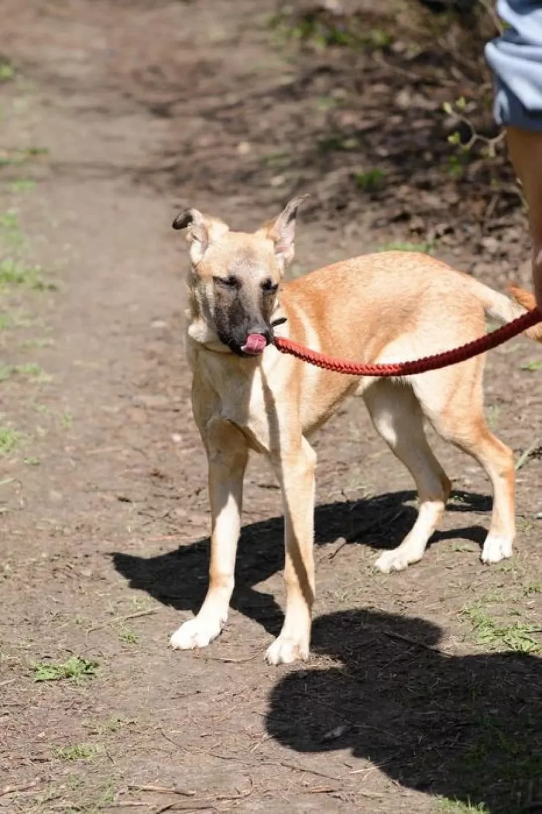 Mitya (Митя), male 5yo Mixed Breed for adoption at Happy Paw Zaporizhzhia