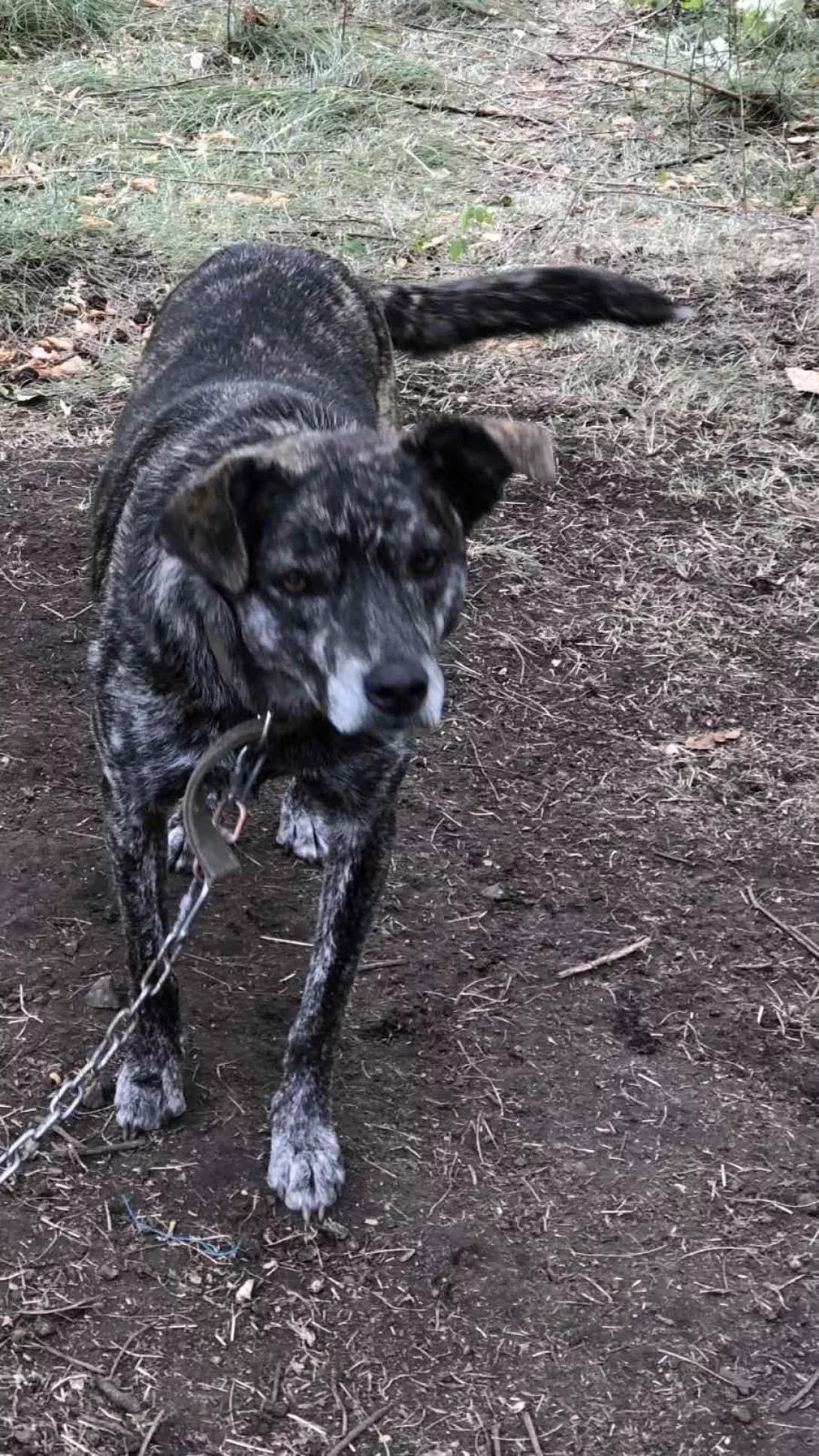 Zara (Зара), female 5yo Mixed Breed for adoption at Happy Paw Zaporizhzhia