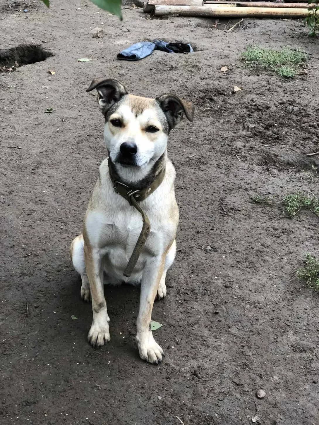 Mina (Мина), female 5yo Mixed Breed for adoption at Happy Paw Zaporizhzhia